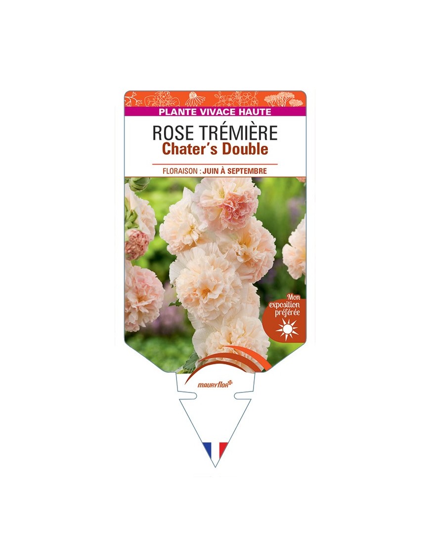 ALCEA ROSEA Chater's Double voir Rose Trémière (saumon)