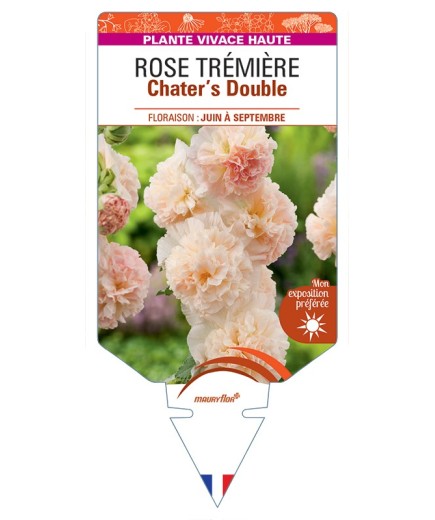 ALCEA ROSEA Chater's Double voir Rose Trémière (saumon)