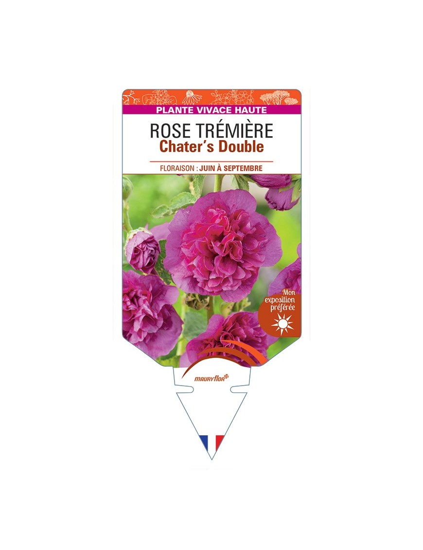 ALCEA ROSEA Chater's Double voir Rose Trémière (violette)