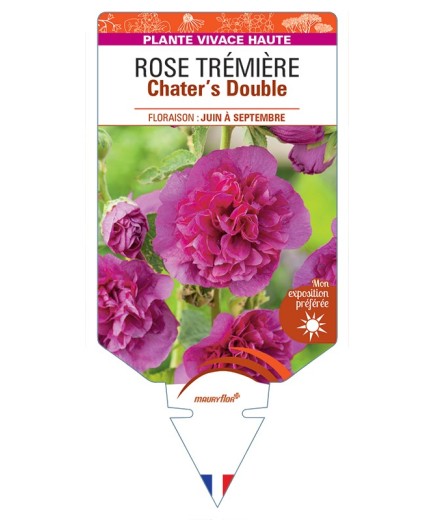 ALCEA ROSEA Chater's Double voir Rose Trémière (violette)
