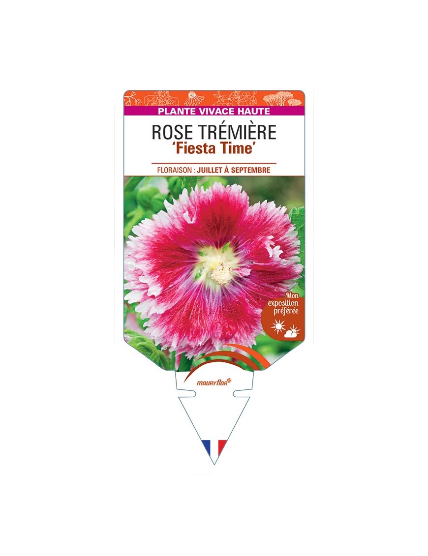 ALCEA ROSEA Fiesta Time voir Rose Trémière