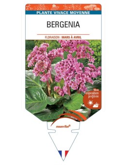 BERGENIA (cordifolia 'Eroica' rose) *