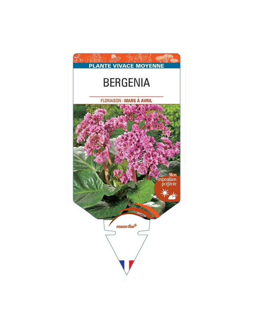 BERGENIA (cordifolia 'Eroica' rose) *