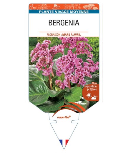 BERGENIA (cordifolia 'Eroica' rose) *