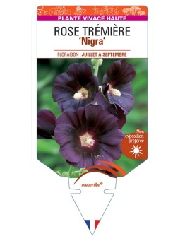 ALCEA ROSEA Nigra voir Rose Trémière