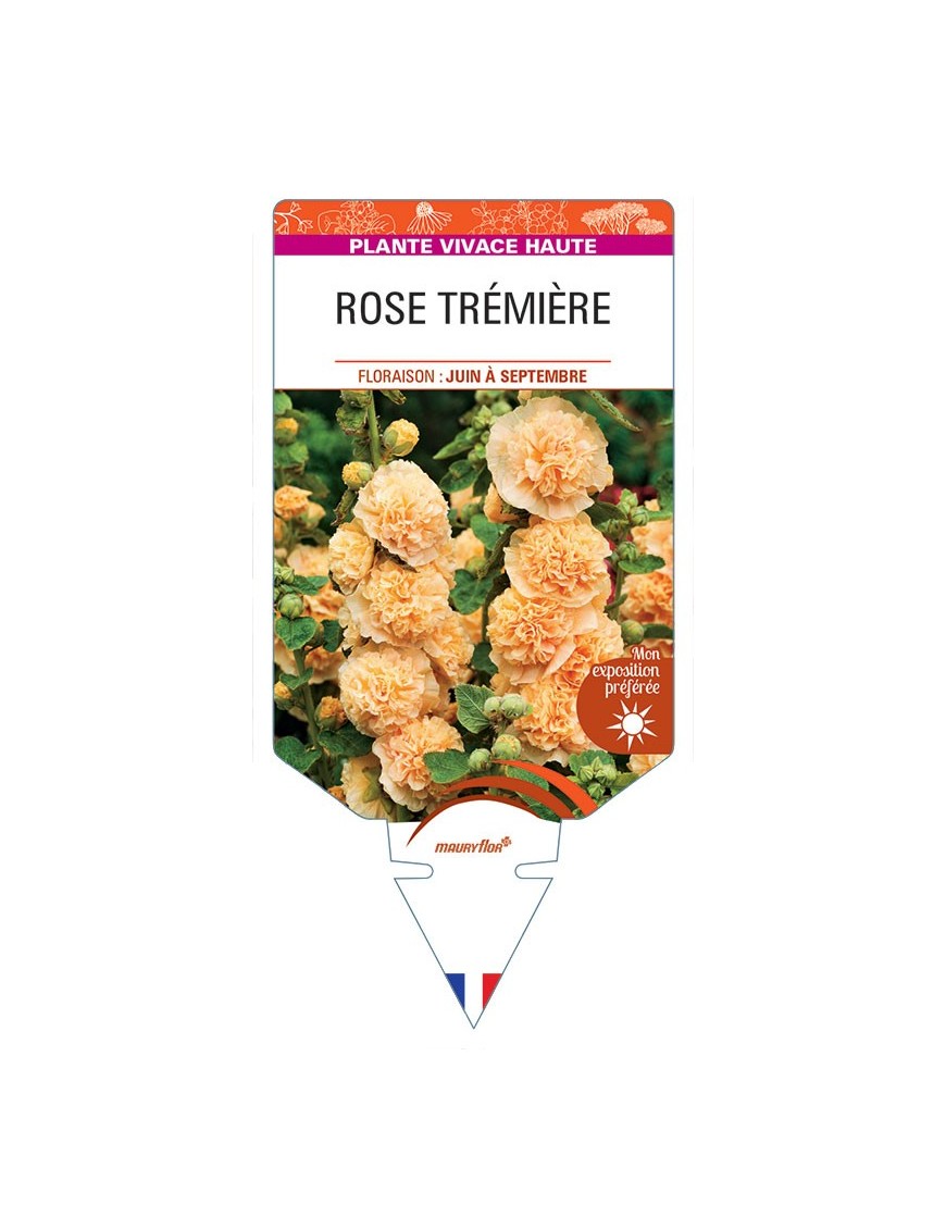 ALCEA ROSEA voir Rose Trémière double (abricot)