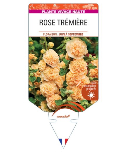 ALCEA ROSEA voir Rose Trémière double (abricot)