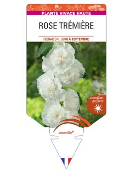 ALCEA ROSEA voir Rose Trémière double (blanc)