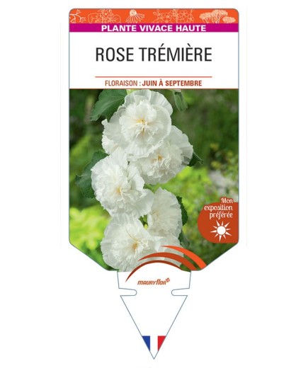 ALCEA ROSEA voir Rose Trémière double (blanc)