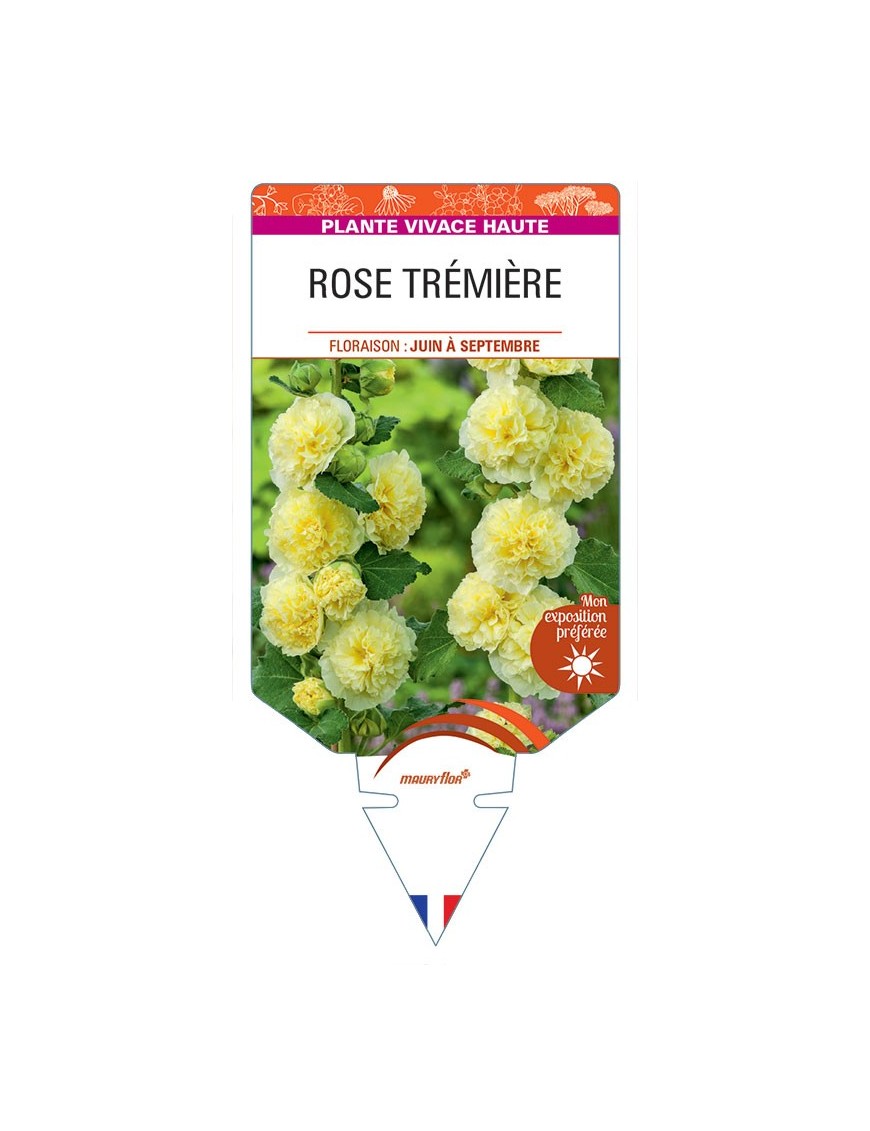 ALCEA ROSEA voir Rose Trémière double (jaune)
