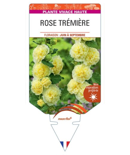 ALCEA ROSEA voir Rose Trémière double (jaune)