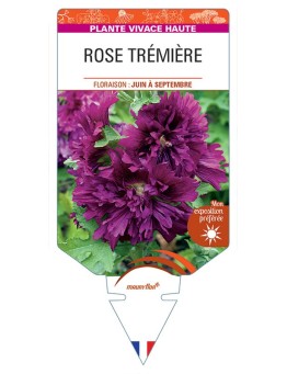 ALCEA ROSEA voir Rose Trémière double (violet)
