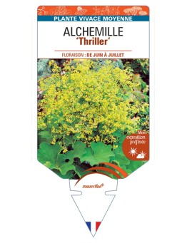 ALCHEMILLE (mollis) Thriller