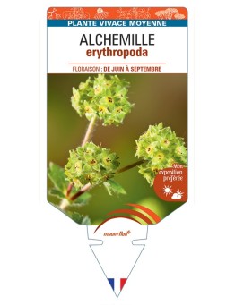 ALCHEMILLE erythropoda