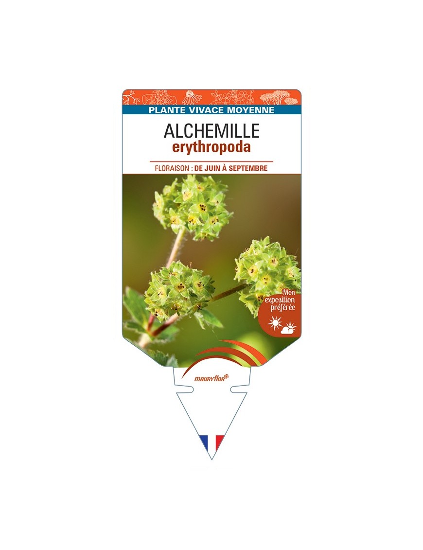 ALCHEMILLE erythropoda