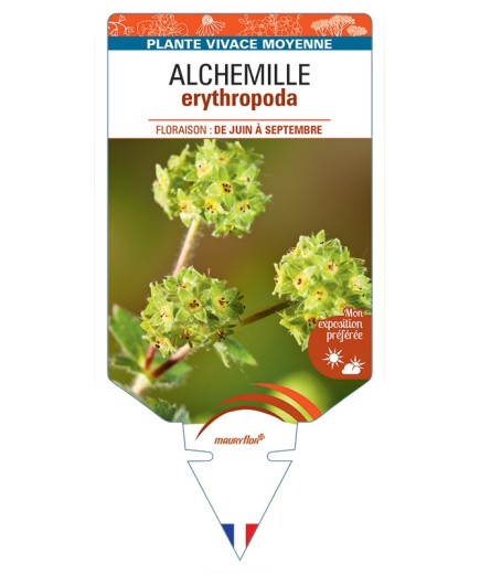 ALCHEMILLE erythropoda