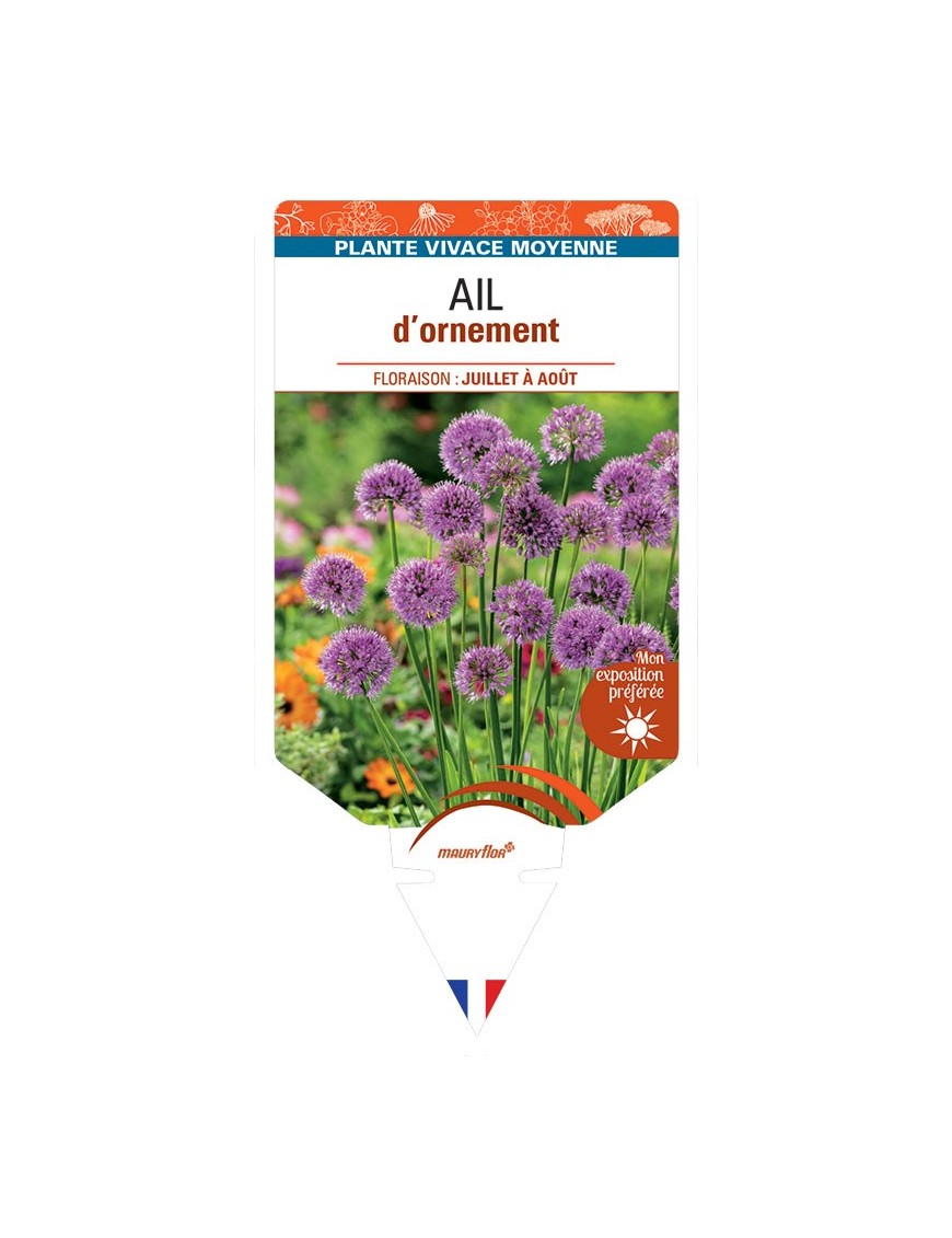 ALLIUM Millenium voir Ail d’ornement