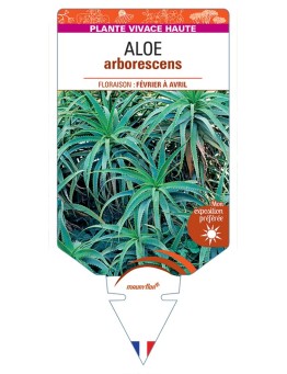 ALOE arborescens