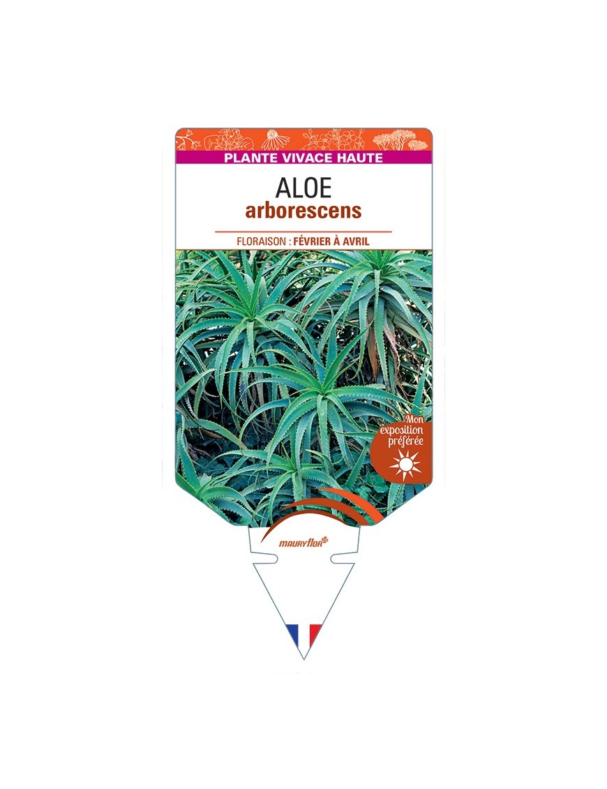 ALOE arborescens