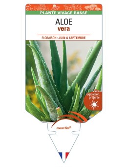 ALOE vera