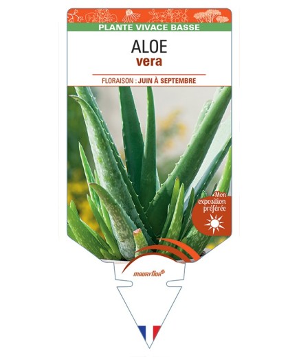 ALOE vera