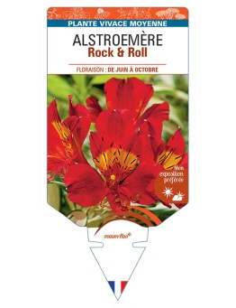 ALSTROEMERIA (aurantiaca) Rock & Roll