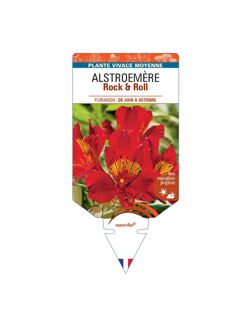 ALSTROEMERIA (aurantiaca) Rock & Roll
