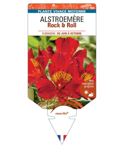 ALSTROEMERIA (aurantiaca) Rock & Roll