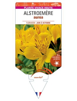 ALSTROEMERIA aurea
