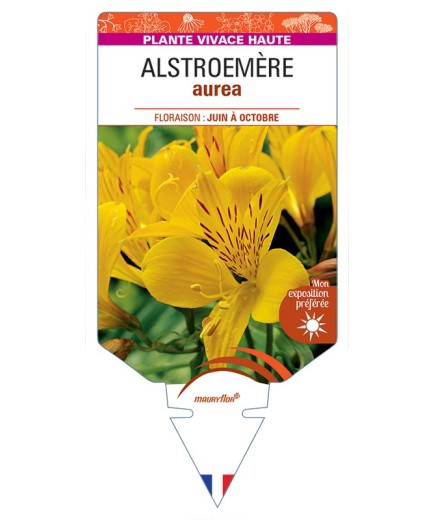 ALSTROEMERIA aurea