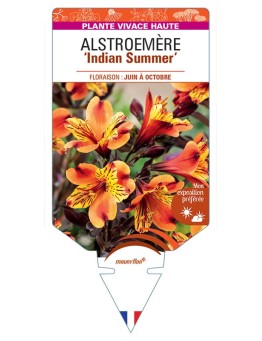 ALSTROEMERIA Indian Summer