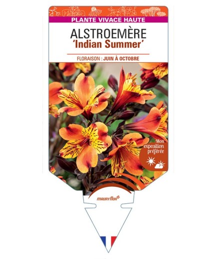 ALSTROEMERIA Indian Summer