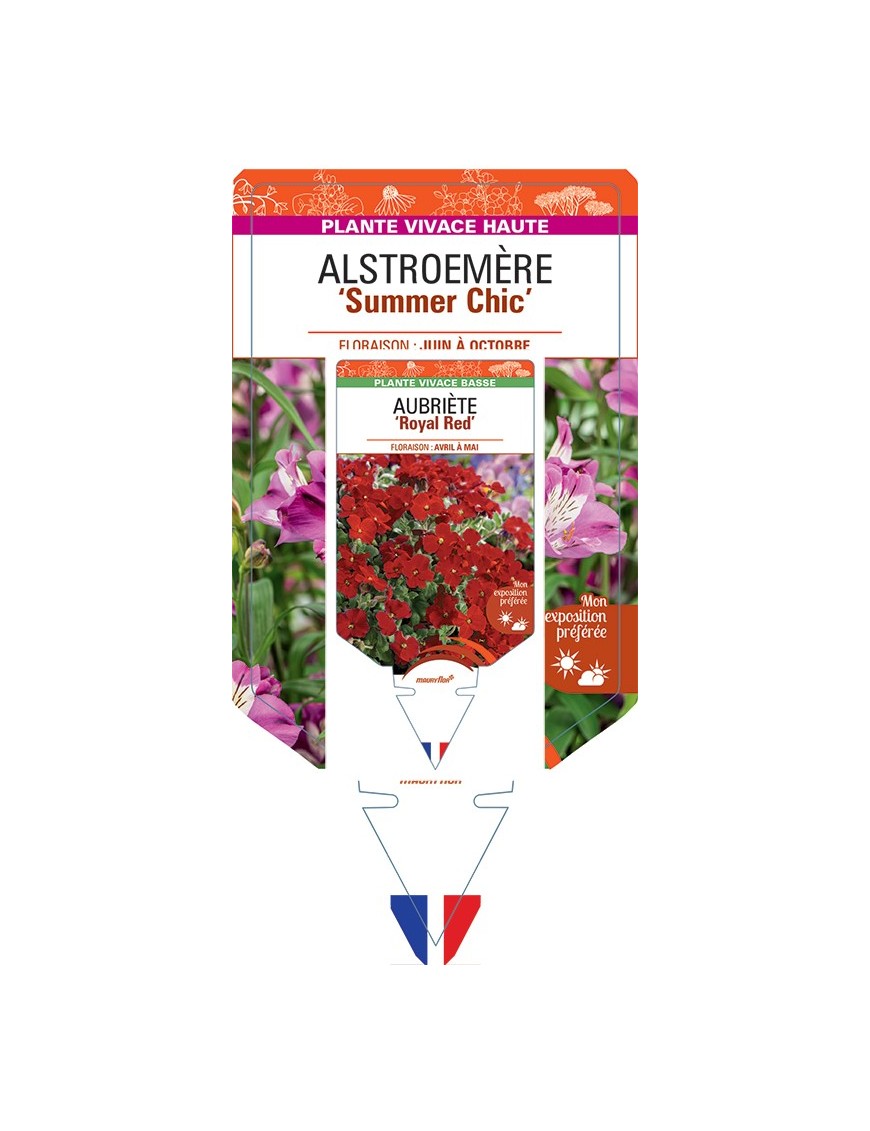 ALSTROEMERIA Summer Chic