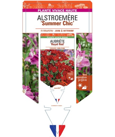 ALSTROEMERIA Summer Chic