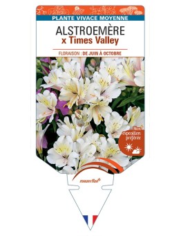 ALSTROEMERIA x Times Valley
