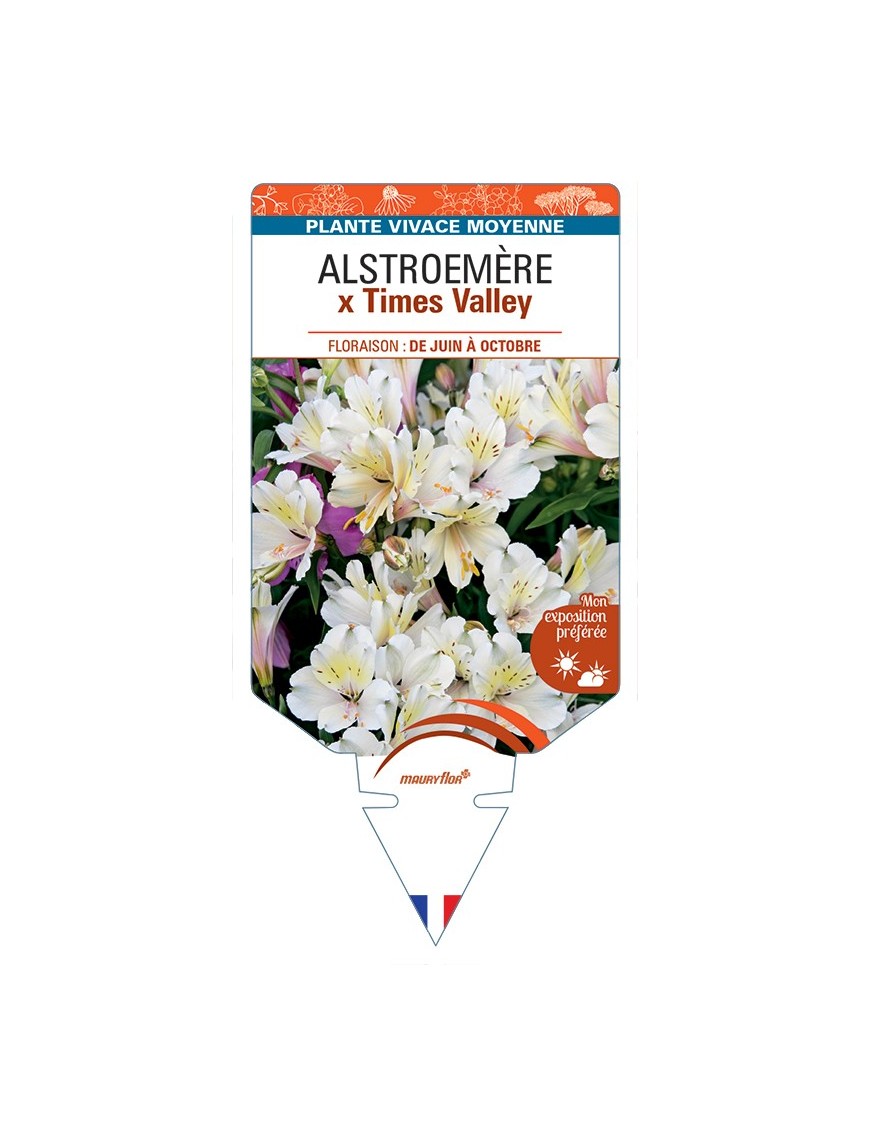 ALSTROEMERIA x Times Valley