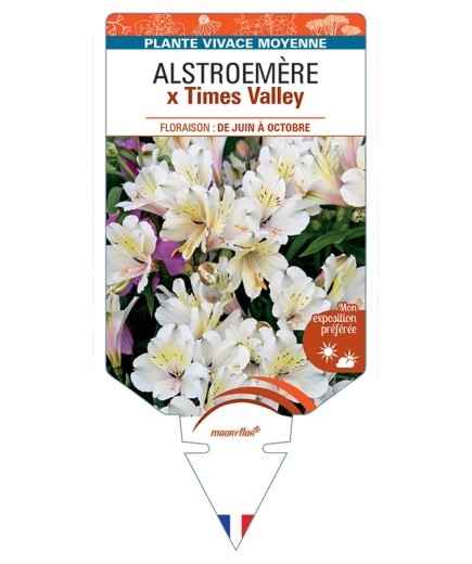ALSTROEMERIA x Times Valley