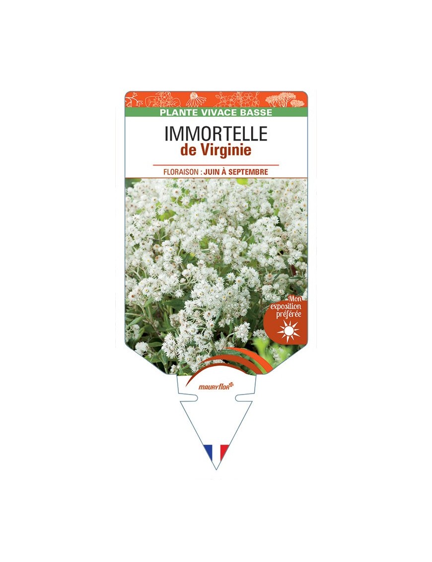 ANAPHALIS TRIPLINERVIS voir Immortelle de Virginie