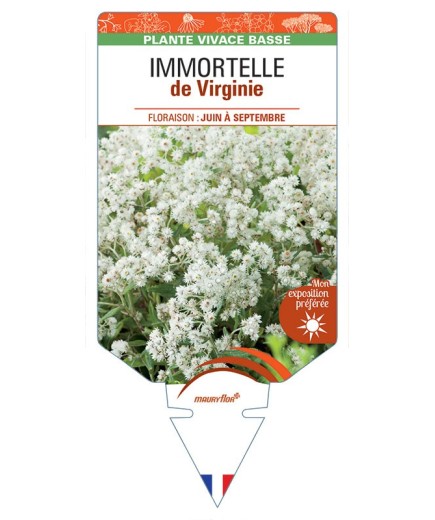 ANAPHALIS TRIPLINERVIS voir Immortelle de Virginie