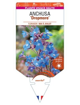 ANCHUSA AZUREA DROPMORE