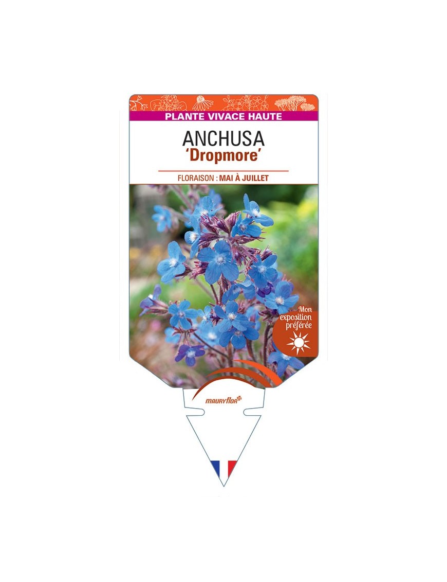 ANCHUSA AZUREA DROPMORE