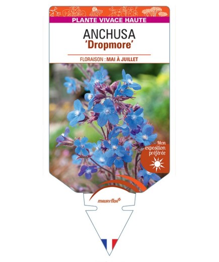 ANCHUSA AZUREA DROPMORE
