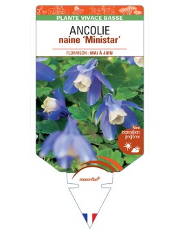 ANCOLIE (flabellata) naine Ministar (bleu)