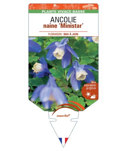 ANCOLIE (flabellata) naine Ministar (bleu)