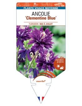 ANCOLIE (vulgaris) Clementine Blue