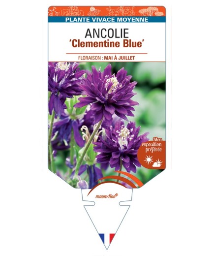 ANCOLIE (vulgaris) Clementine Blue