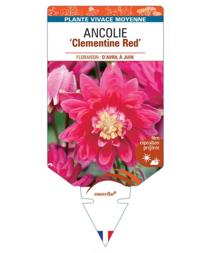 ANCOLIE (vulgaris) Clementine Red