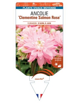 ANCOLIE (vulgaris) Clementine Salmon (rose)
