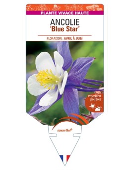 ANCOLIE Blue Star