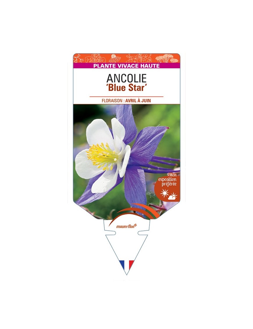 ANCOLIE Blue Star